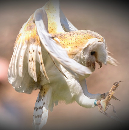 Exmoor Owls Barn Owl